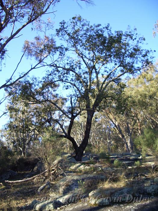 Eucalypt, Yarrowyck IMGP9795.JPG